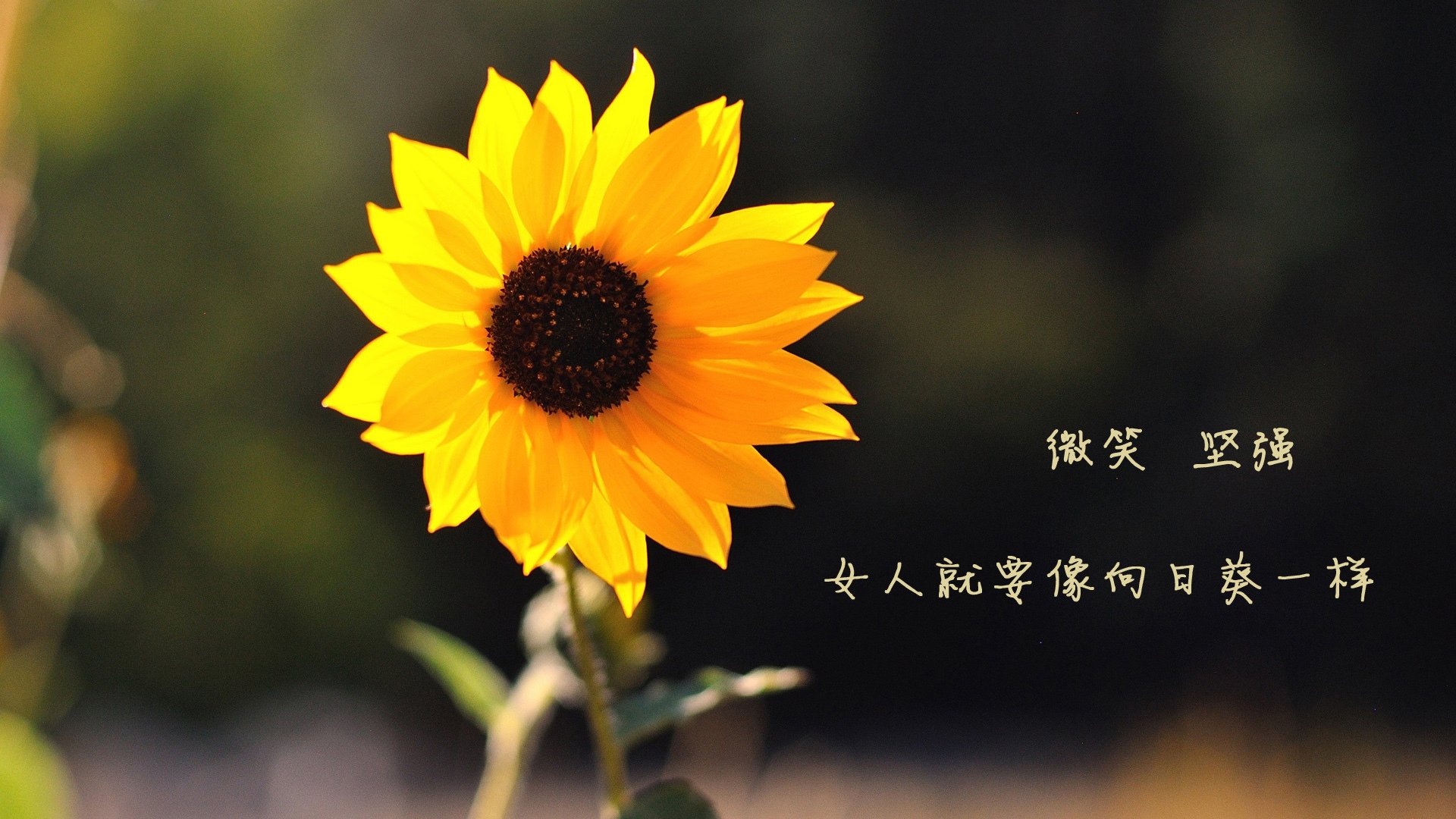 法甲球队通过视频情境语义理解提升战术执行一致性，法甲足球比赛视频