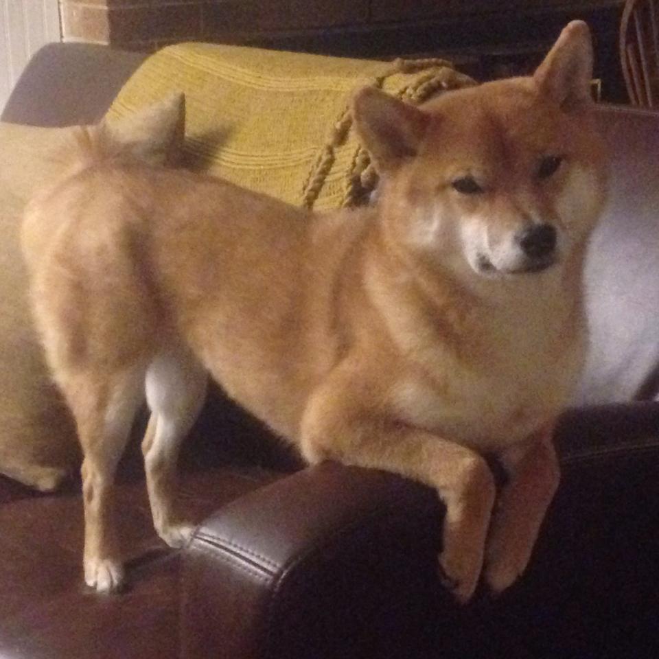 自由泳战术布置灵活应变，自由泳讲解