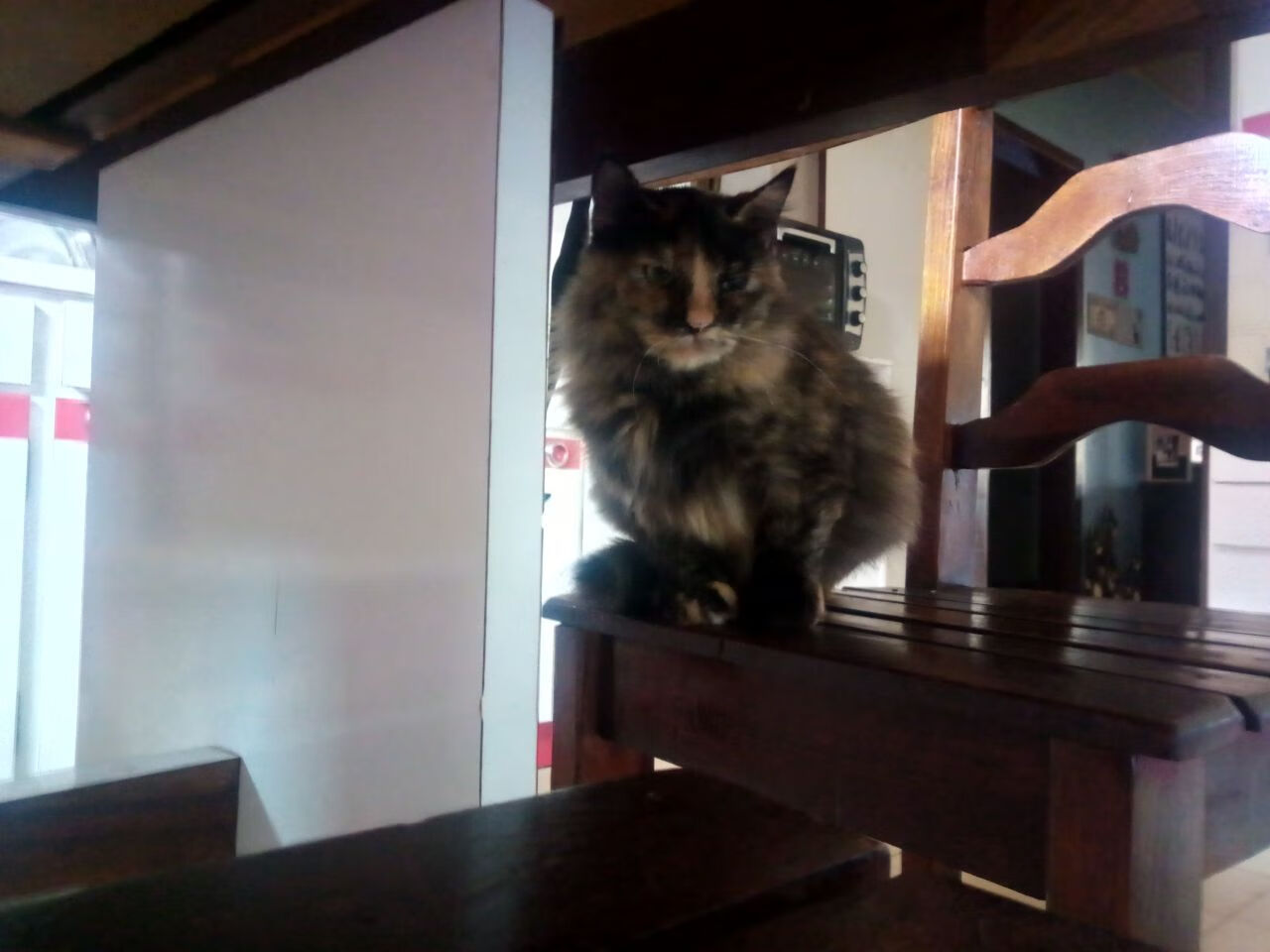 赛制解读：德国队如何应对国际乒联混合团体世界杯的复杂局面，德国乒乓球团体阵容