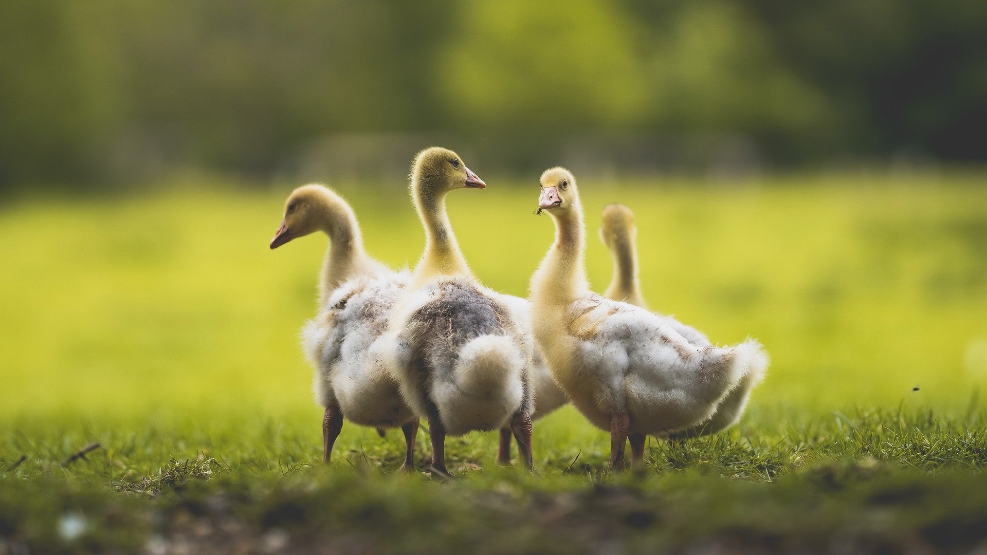 “萨尔·巴赫带领南非羚羊队击败澳大利亚，成功晋级”