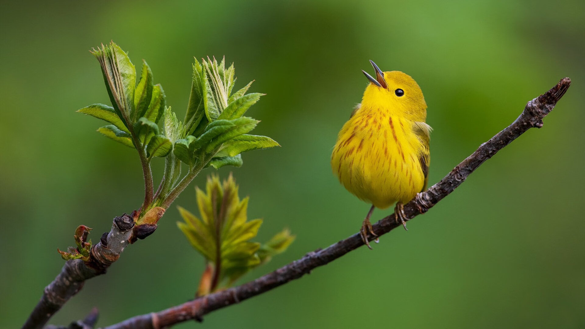 世界杯荣耀永存:经典瞬间,激励千秋!,世界杯荣誉高吗