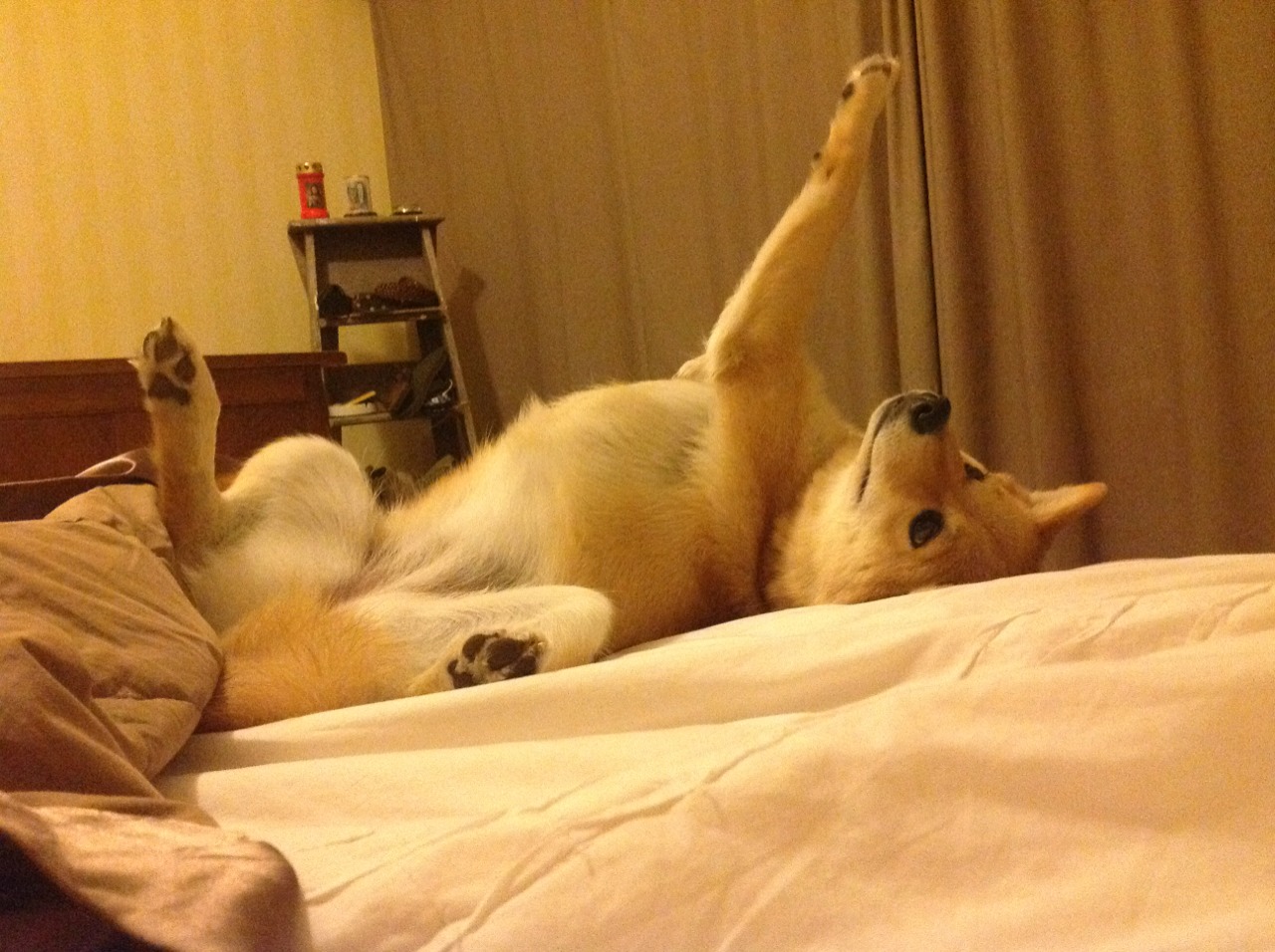 乌拉圭女篮在南美锦标赛中表现优异，迈向奥运梦想，乌拉圭篮球队