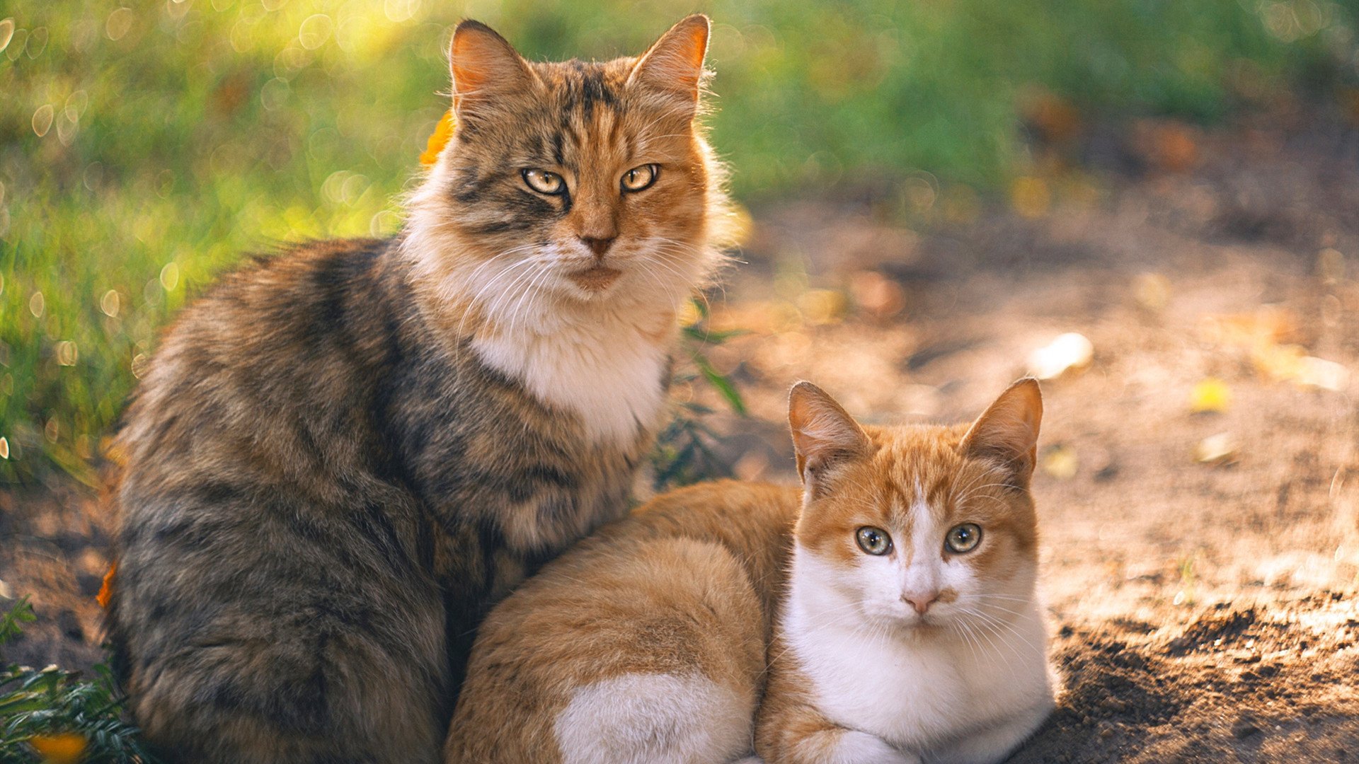 亚历克斯·格林伍德：袋鼠队后防新星，实力不容小觑，亚历克斯-格林伍德