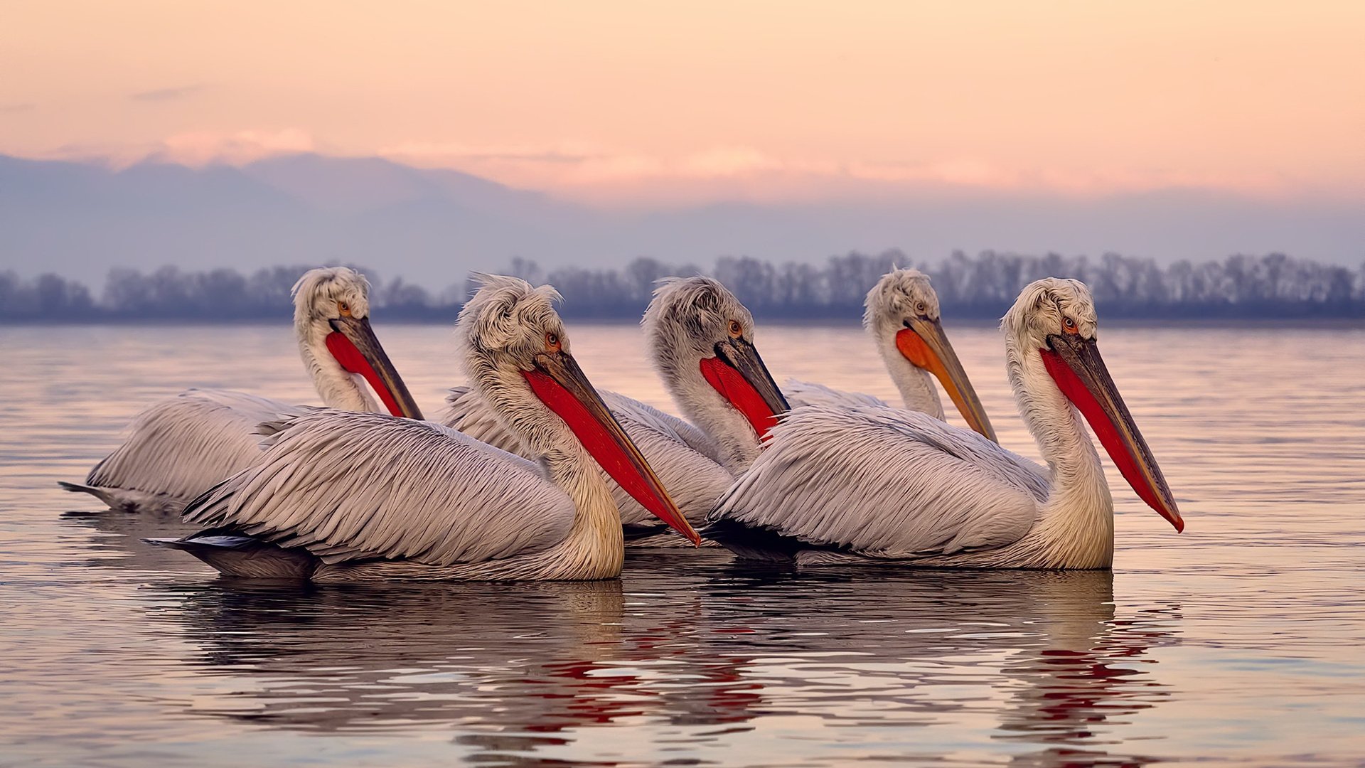 凯琳·科贝特完美转身成决赛转折点，凯特琳菲贝儿