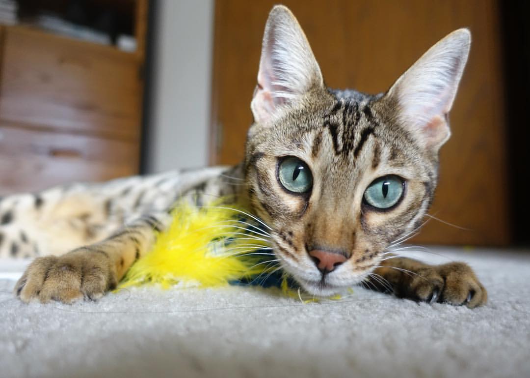 巴尔：全黑队中场的“战术核心”，每一次传球都为队友创造机会