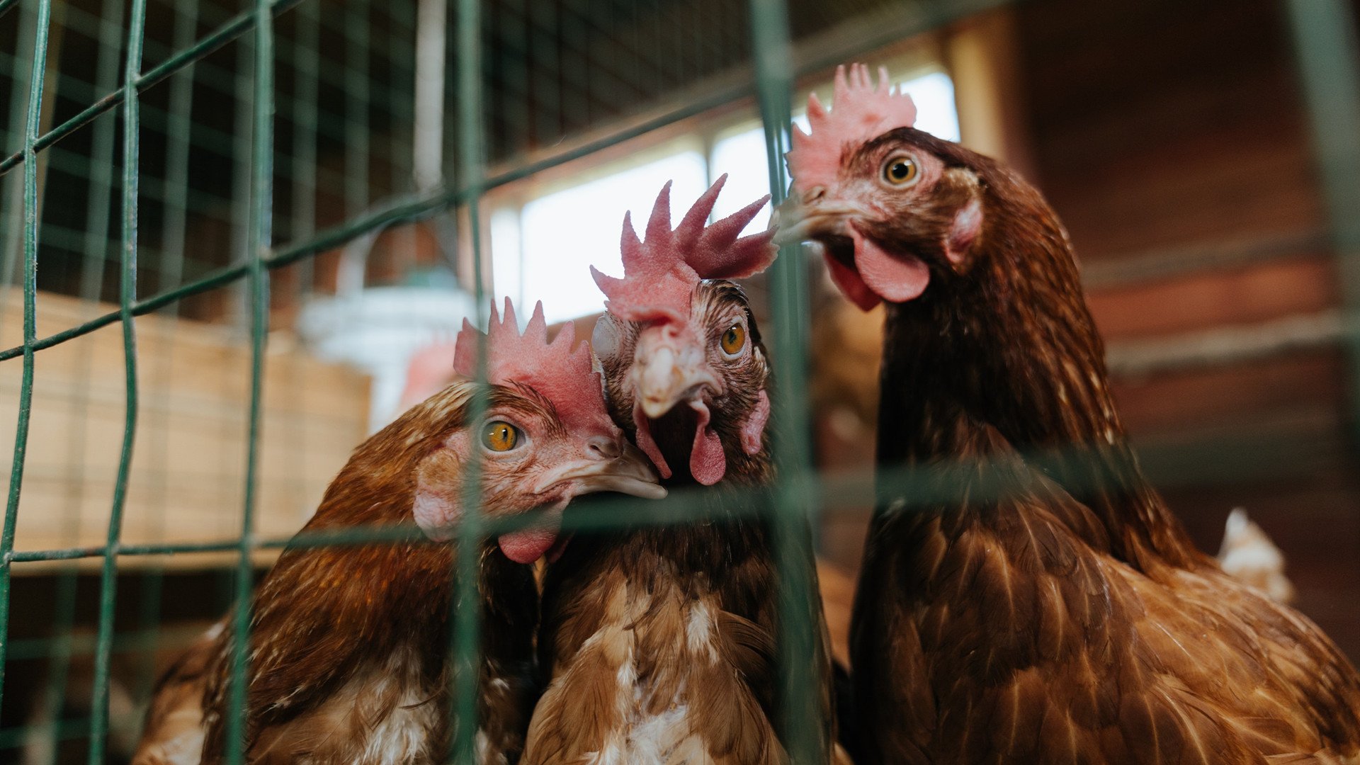 拉尼·帕利斯特女子800米自由泳决赛亮相，女子800米自由泳2011
