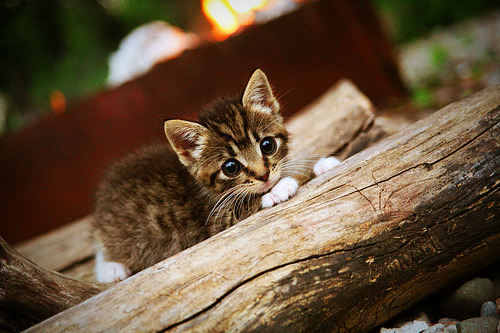 战术安排更加多元化主帅尝试多套方案寻求最佳组合