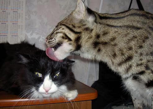 法甲场面火爆：跑位、射门、救球连续不断，法甲水平如何